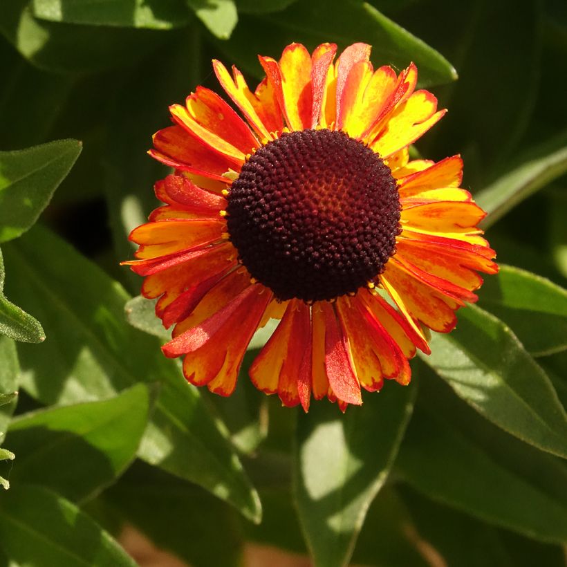Helenium Short'n Sassy - Zonnekruid (Bloei)