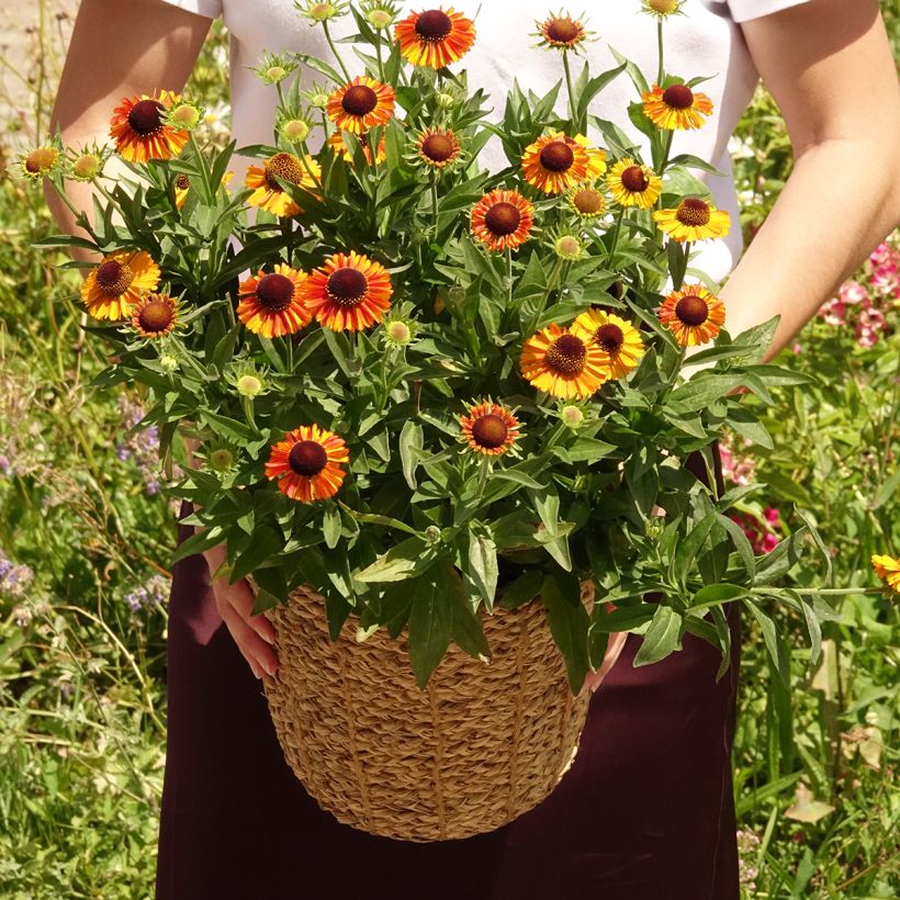 Helenium Short'n Sassy - Zonnekruid (Groeiplaats)