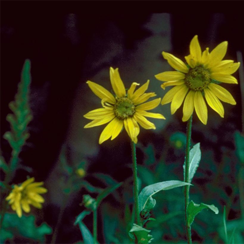 Helianthella quinquenervis - Kleine zonnebloem (Bloei)