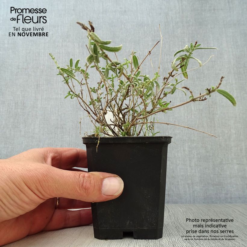 Exemplaar van Helianthemum Wisley Primrose - Zonneroosje Kweekpotje van 8/9 cm zoals geleverd in de herfst