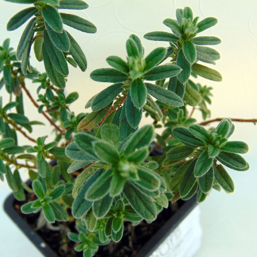 Helianthemum Ben Fhada - Zonneroosje (Blad)