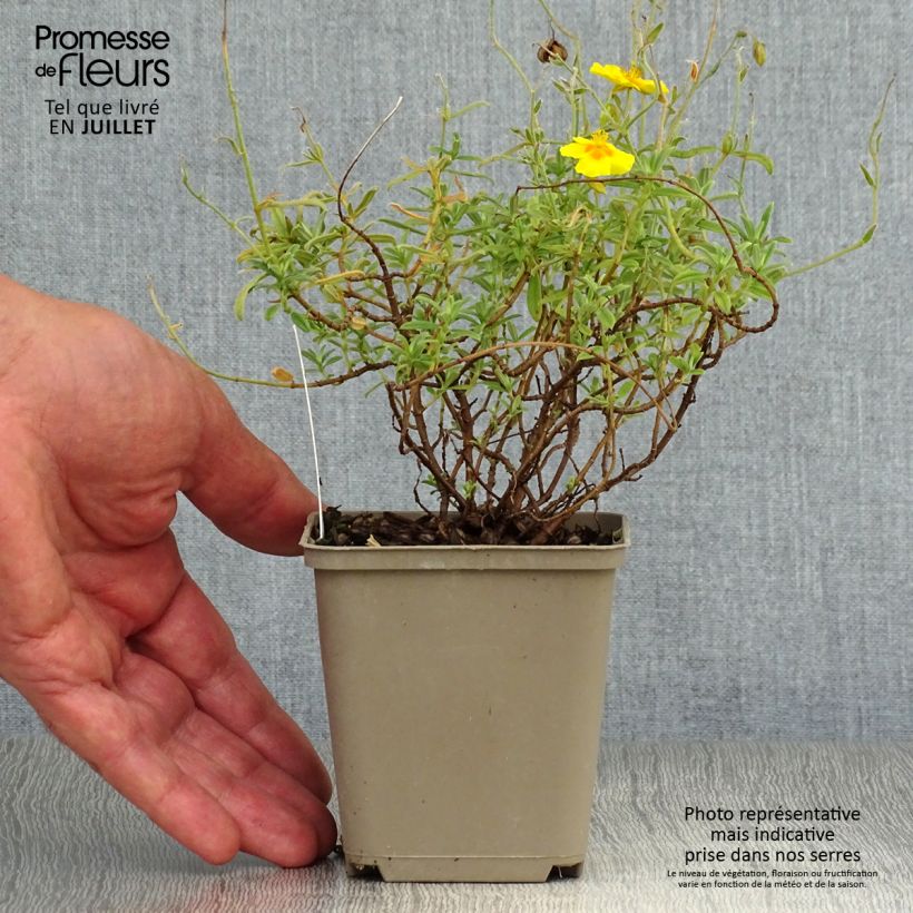 Exemplaar van Helianthemum Ben Fhada - Zonneroosje Kweekpotje van 7/8 cm zoals geleverd in de zomer