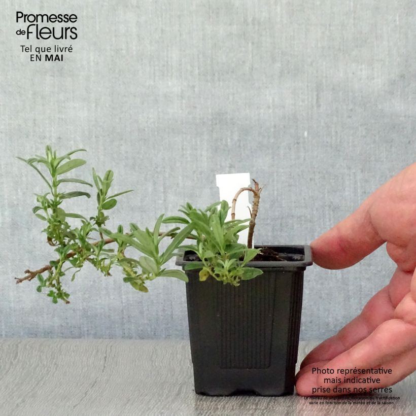 Exemplaar van Helianthemum Ben Fhada - Zonneroosje Kweekpotje van 7/8 cm zoals geleverd in de lente