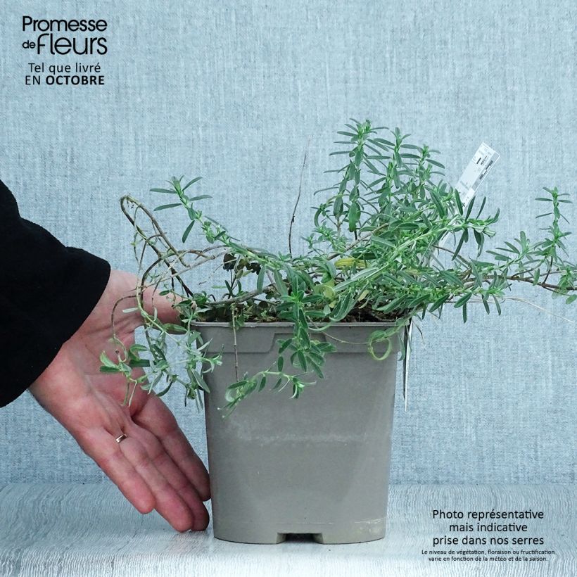 Exemplaar van Helianthemum Ben Fhada - Zonneroosje Pot van 2 l/3 l zoals geleverd in de herfst