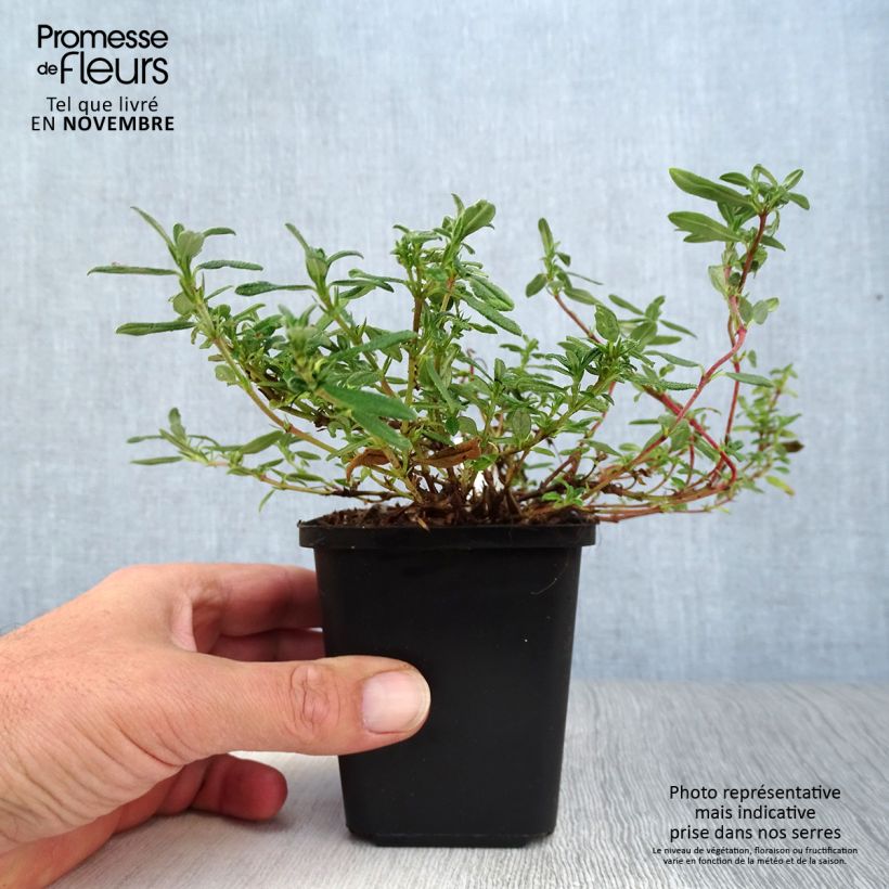 Exemplaar van Helianthemum Ben Hope - Zonneroosje Kweekpotje van 8/9 cm zoals geleverd in de herfst