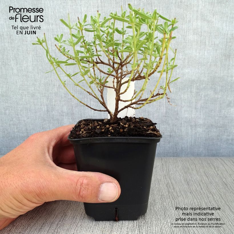 Exemplaar van Helianthemum Ben Hope - Zonneroosje Kweekpotje van 8/9 cm zoals geleverd in de zomer