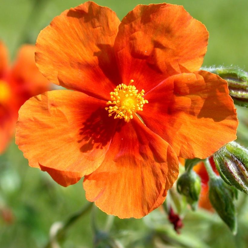 Helianthemum Bronzeteppich - Zonneroosje (Bloei)
