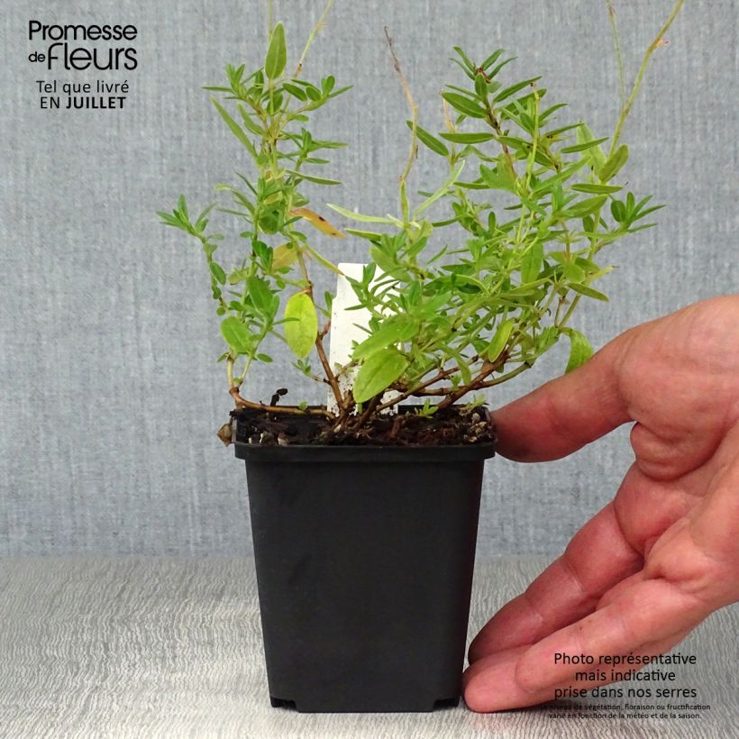 Exemplaar van Helianthemum Bronzeteppich - Zonneroosje Kweekpotje van 8/9 cm zoals geleverd in de zomer