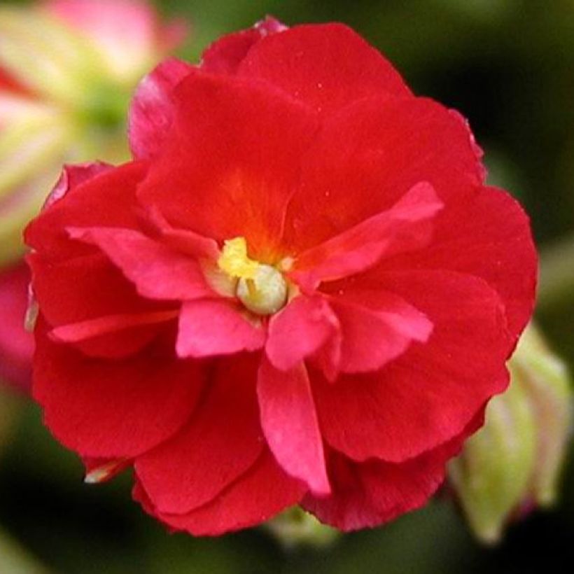 Helianthemum Cerise Queen - Zonneroosje (Bloei)