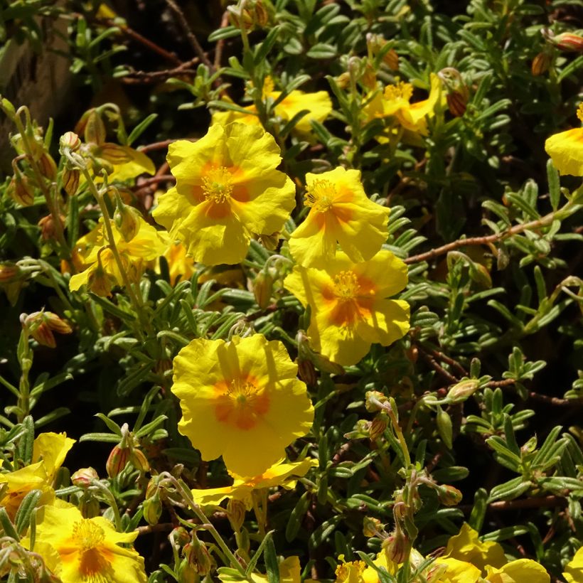 Helianthemum Golden Queen - Zonneroosje (Bloei)