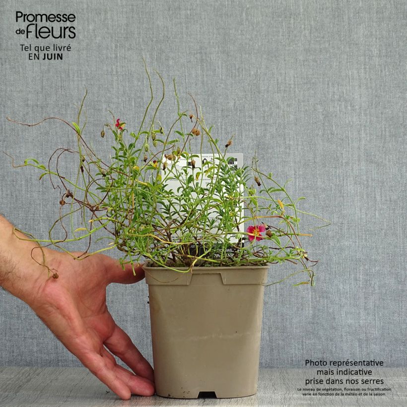 Exemplaar van Helianthemum Hartswood Ruby - Zonneroosje Pot van 2 l/3 l zoals geleverd in de zomer