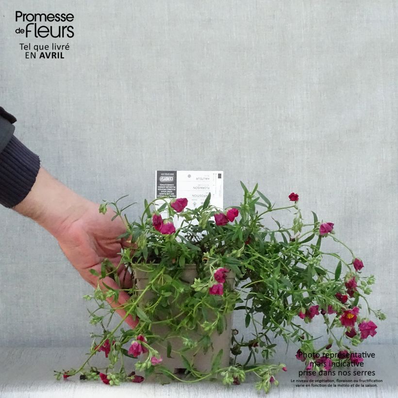 Example of Helianthemum Hartswood Ruby - Zonneroosje Pot van 2 l/3 l as you get in printemps