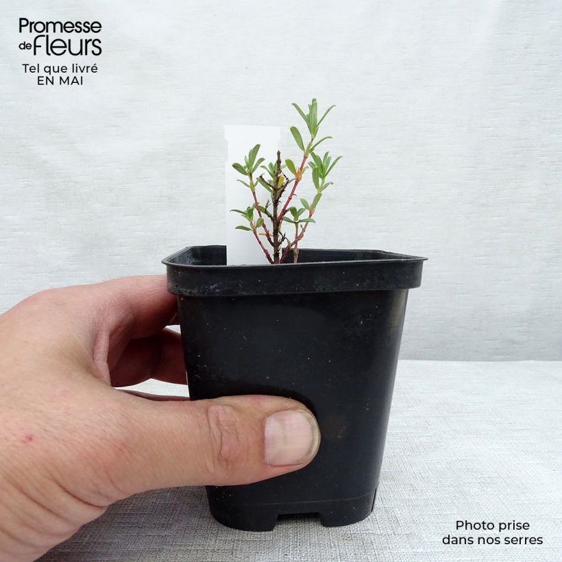 Example of Helianthemum Hartswood Ruby - Zonneroosje Kweekpotje van 7/8 cm as you get in printemps