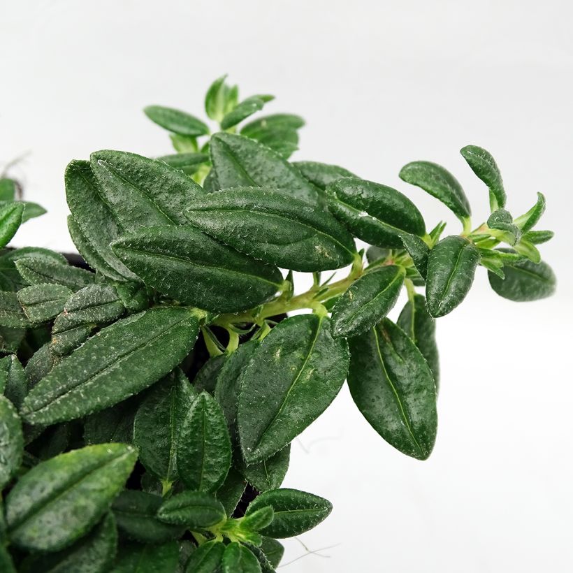 Helianthemum Orange Double - Zonneroosje (Blad)