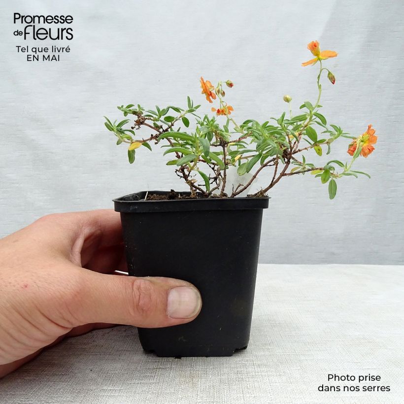 Exemplaar van Helianthemum Orange Double - Zonneroosje Kweekpotje van 8/9 cm zoals geleverd in de lente