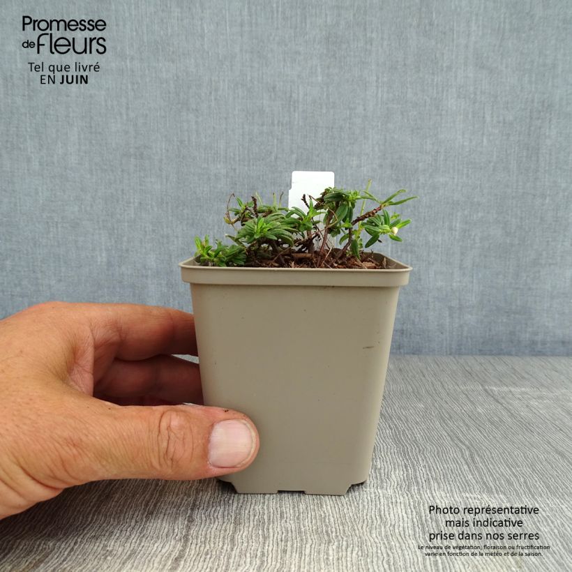 Exemplaar van Helianthemum Orange Double - Zonneroosje Kweekpotje van 8/9 cm zoals geleverd in de zomer