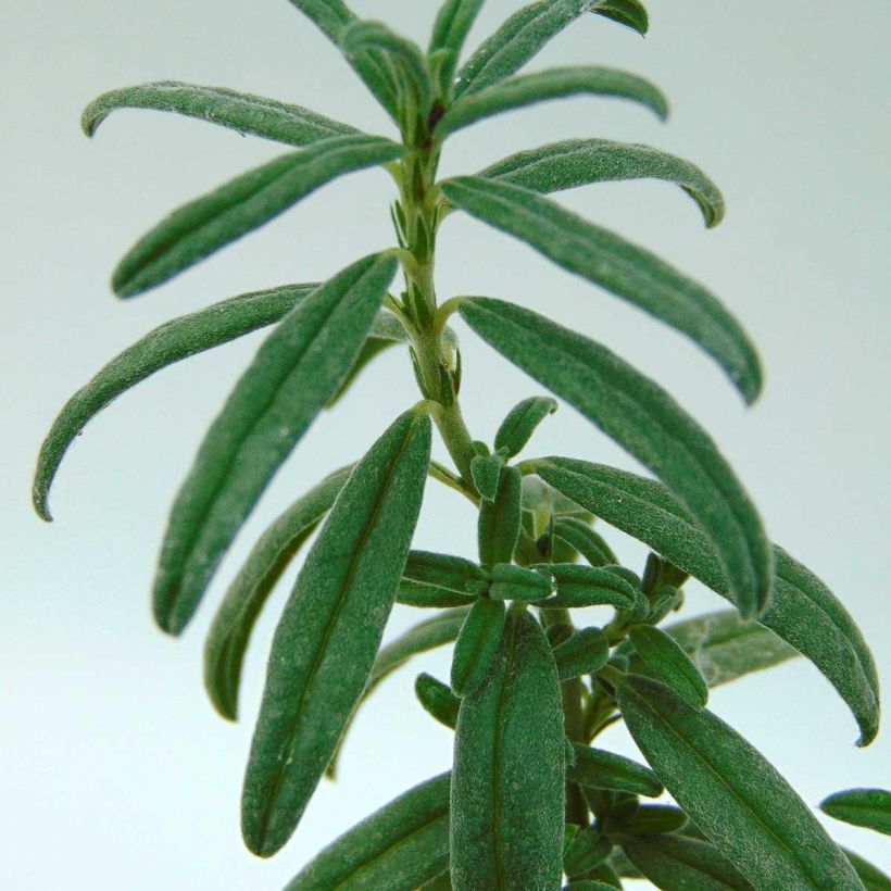 Helianthemum Raspberry Ripple - Zonneroosje (Blad)