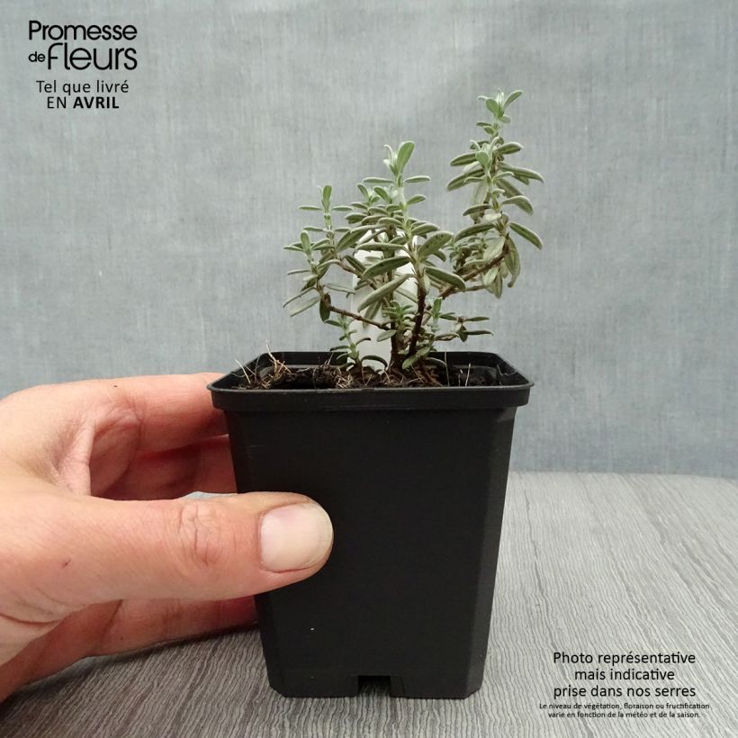 Example of Helianthemum Rhodanthe Carneum - Zonneroosje Kweekpotje van 8/9 cm as you get in printemps