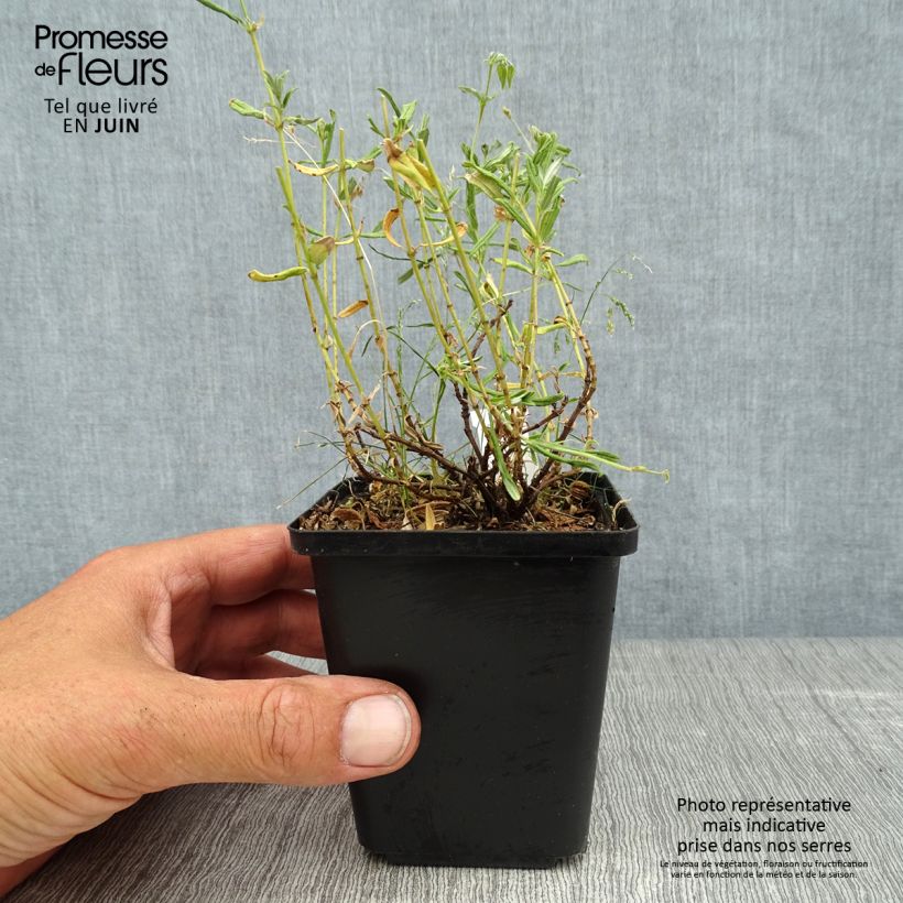 Exemplaar van Helianthemum Sulphureum Plenum - Zonneroosje Kweekpotje van 8/9 cm zoals geleverd in de zomer
