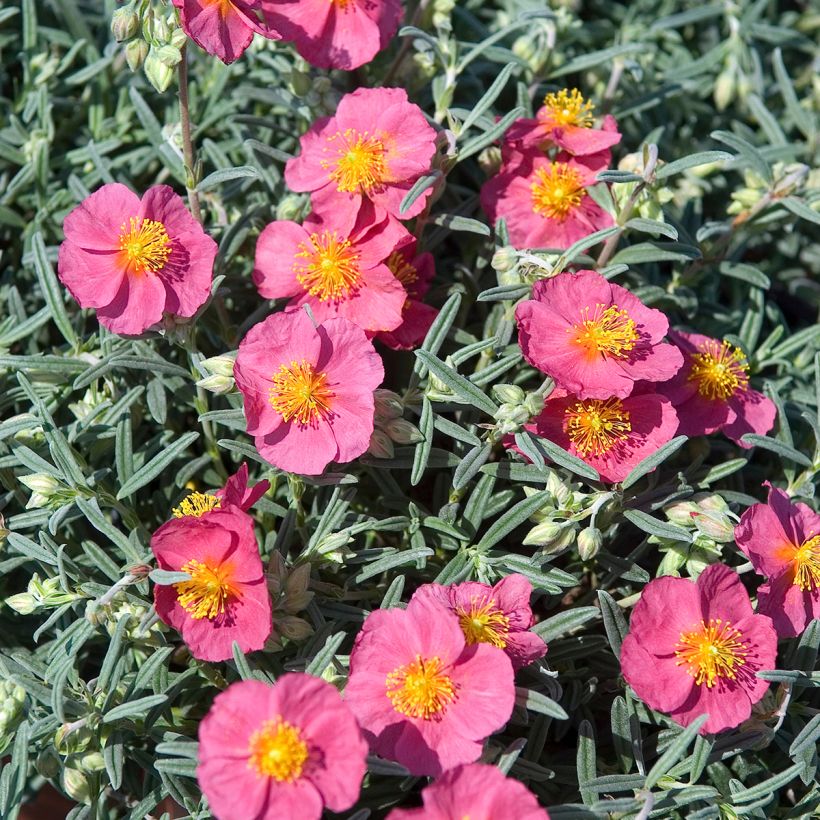 Helianthemum Suprême - Zonneroosje (Bloei)