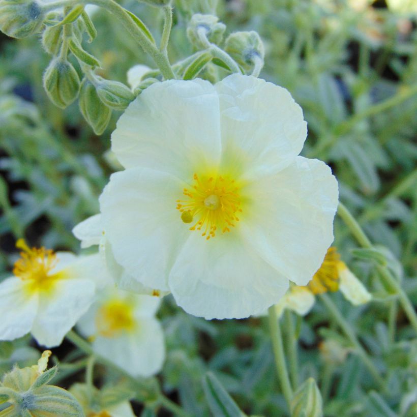 Helianthemum The Bride - Zonneroosje (Bloei)