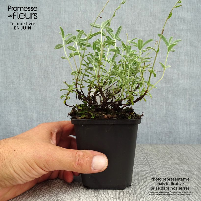 Exemplaar van Helianthemum The Bride - Zonneroosje Kweekpotje van 8/9 cm zoals geleverd in de zomer