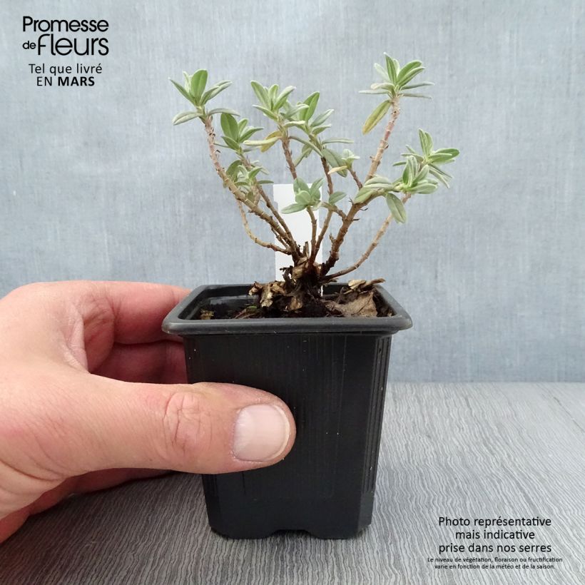 Exemplaar van Helianthemum Tomato Red - Zonneroosje Kweekpotje van 8/9 cm zoals geleverd in de lente