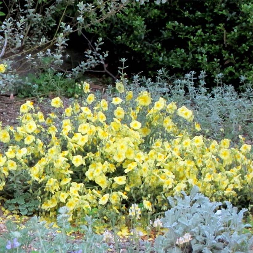 Helianthemum Wisley Primrose - Zonneroosje (Bloei)