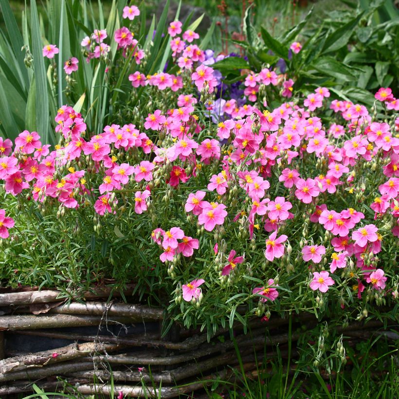 Helianthemum Lawrensons Pink - Zonneroosje (Groeiplaats)