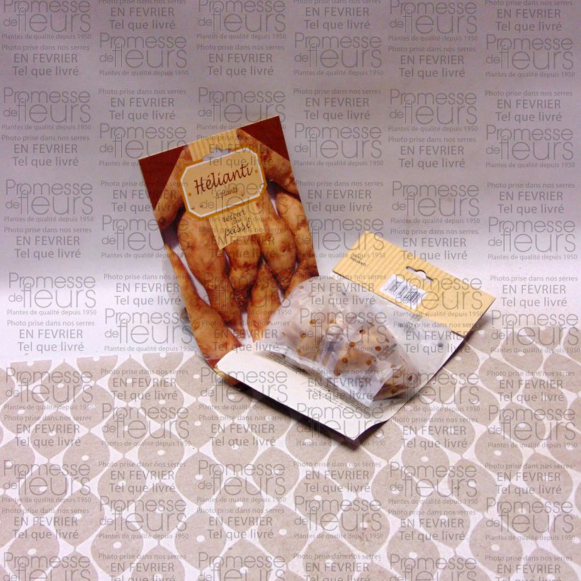 Voorbeeld van een exemplaar van Zonnewortel - Helianthus strumosus Stuk zoals geleverd