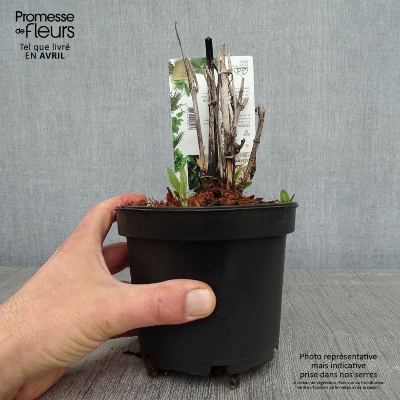 Exemplaar van Zonnewortel - Helianthus strumosus Pot van 1,5 l/2 l zoals geleverd in de lente
