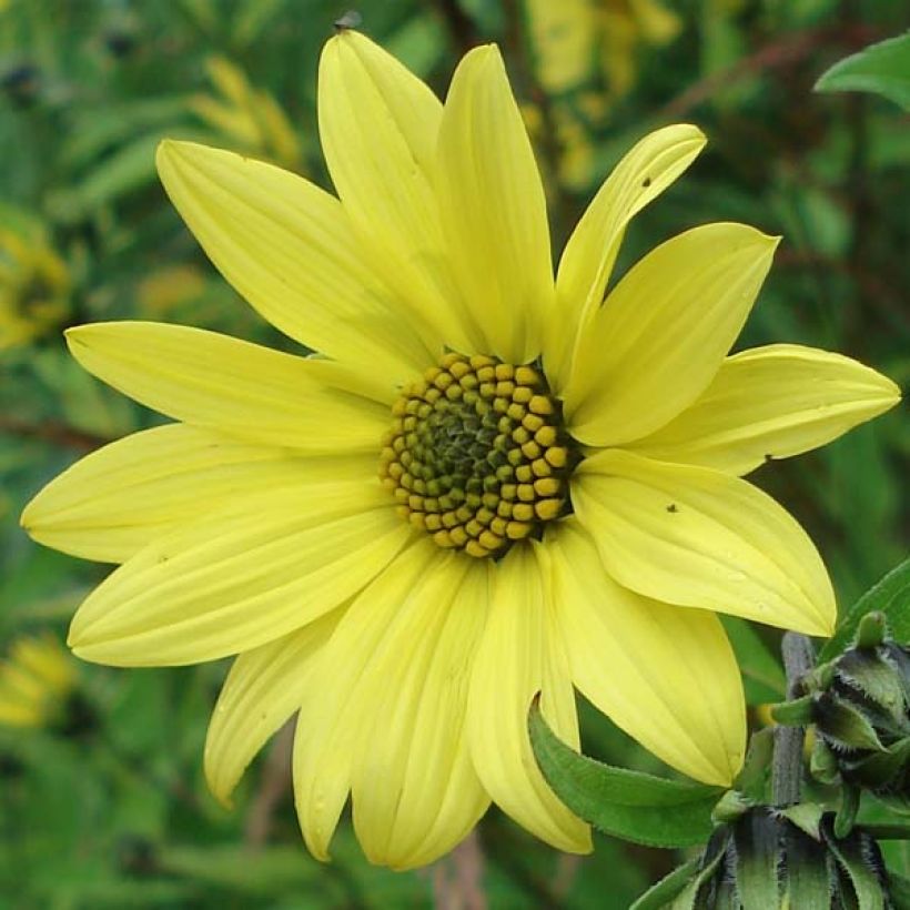 Helianthus Lemon Queen - Vaste zonnebloem (Bloei)