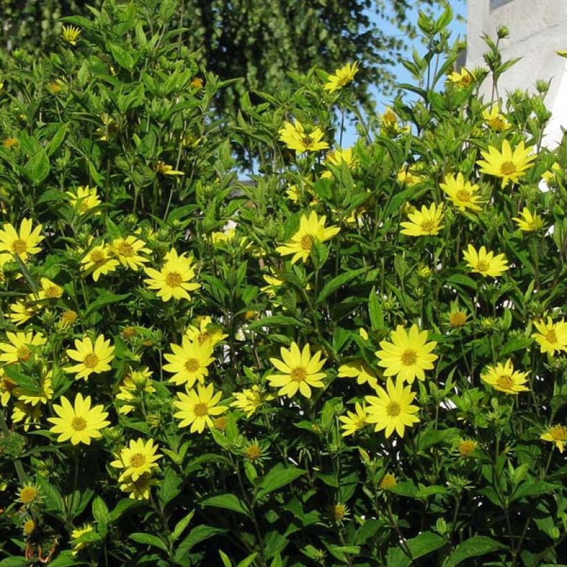 Helianthus Lemon Queen - Vaste zonnebloem (Groeiplaats)