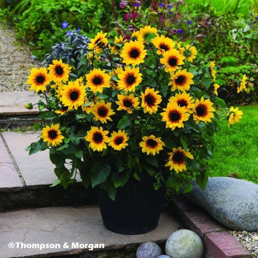 Zonnebloem Sunbelievable Brown Eyed Girl - Helianthus (Groeiplaats)