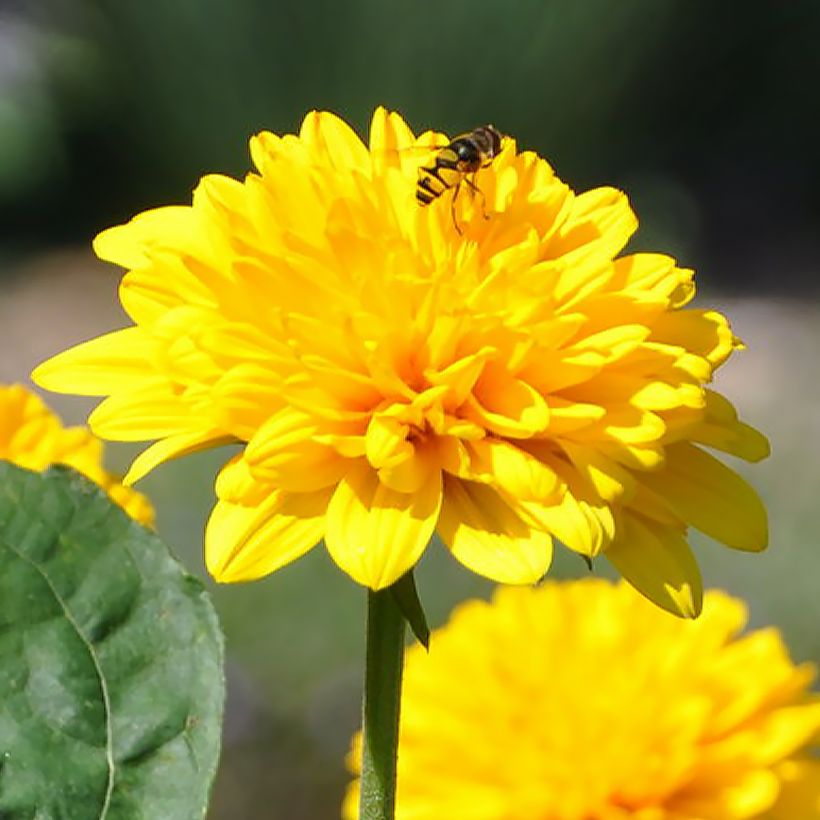 Helianthus Sunshine Daydream - Vaste zonnebloem (Bloei)