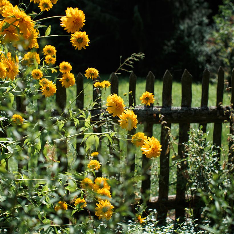 Helianthus Sunshine Daydream - Vaste zonnebloem (Groeiplaats)