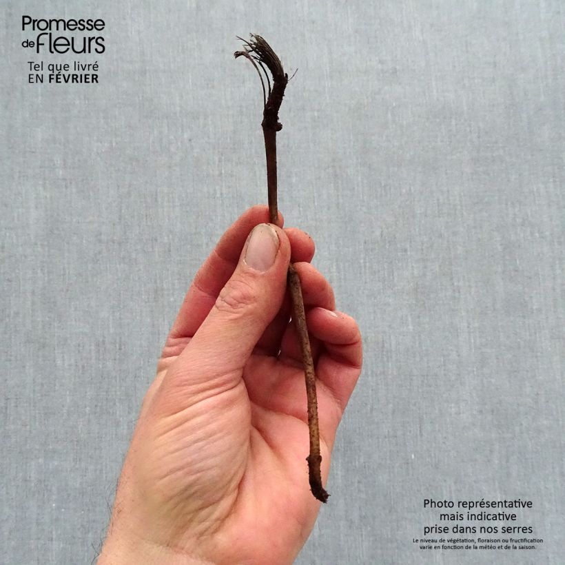 Exemplaar van Helianthus Sunshine Daydream - Vaste zonnebloem Naakte wortel zoals geleverd in de winter