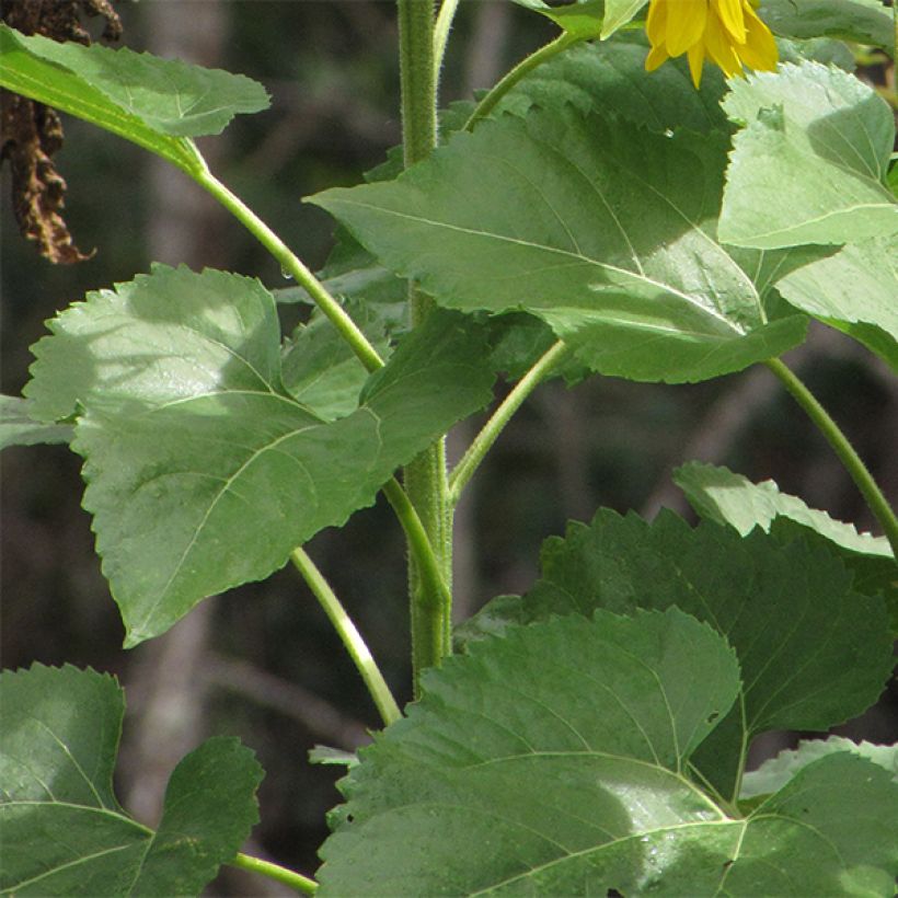 Zonnebloem Valentine (zaad) - Helianthus annuus (Blad)