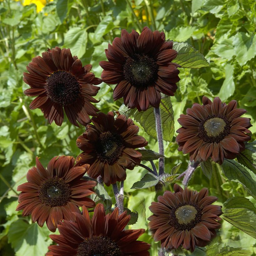Zonnebloem Claret F1 (zaad) - Helianthus annuus (Bloei)