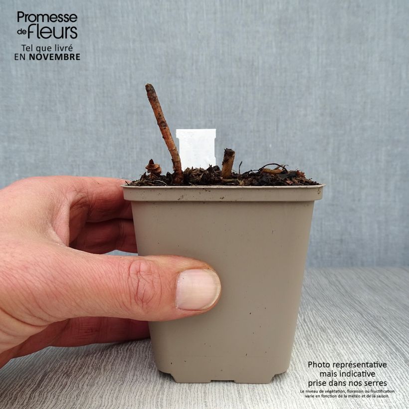 Exemplaar van Helianthus decapetalus Plenus - Vaste zonnebloem Kweekpotje van 8/9 cm zoals geleverd in de herfst