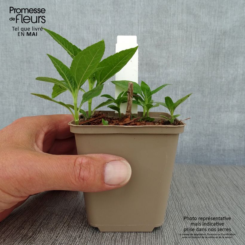 Exemplaar van Helianthus decapetalus Plenus - Vaste zonnebloem Kweekpotje van 8/9 cm zoals geleverd in de lente