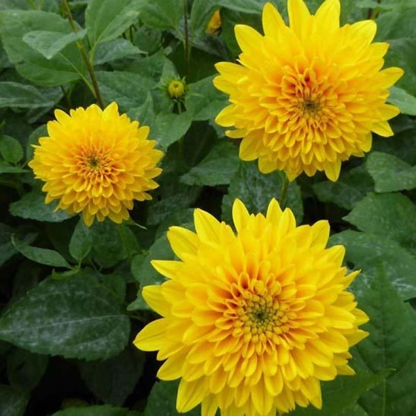 Helianthus decapetalus Soleil d'Or - Vaste zonnebloem (Bloei)