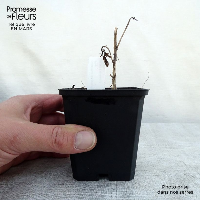 Exemplaar van Helianthus decapetalus Soleil d'Or - Vaste zonnebloem Kweekpotje van 8/9 cm zoals geleverd in de lente