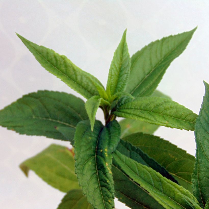 Helianthus Lemon Queen - Vaste zonnebloem (Blad)