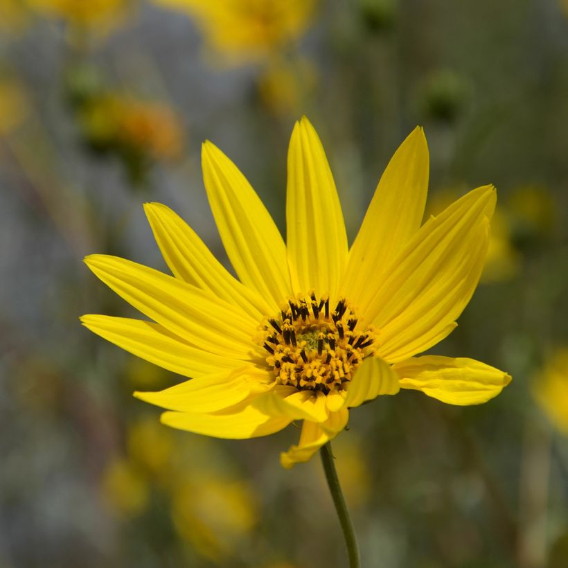 Helianthus Lemon Queen - Vaste zonnebloem (Bloei)
