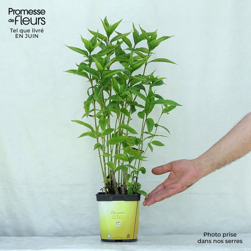 Exemplaar van Helianthus Lemon Queen - Vaste zonnebloem Pot van 2 l/3 l zoals geleverd in de zomer