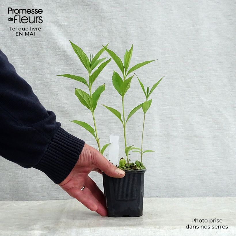 Exemplaar van Helianthus Lemon Queen - Vaste zonnebloem Kweekpotje van 8/9 cm zoals geleverd in de lente