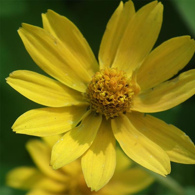 Helianthus microcephalus - Vaste zonnebloem (Bloei)