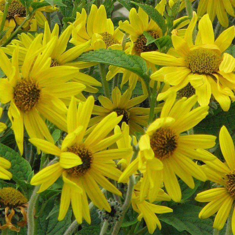 Helianthus mollis - Vaste zonnebloem (Bloei)