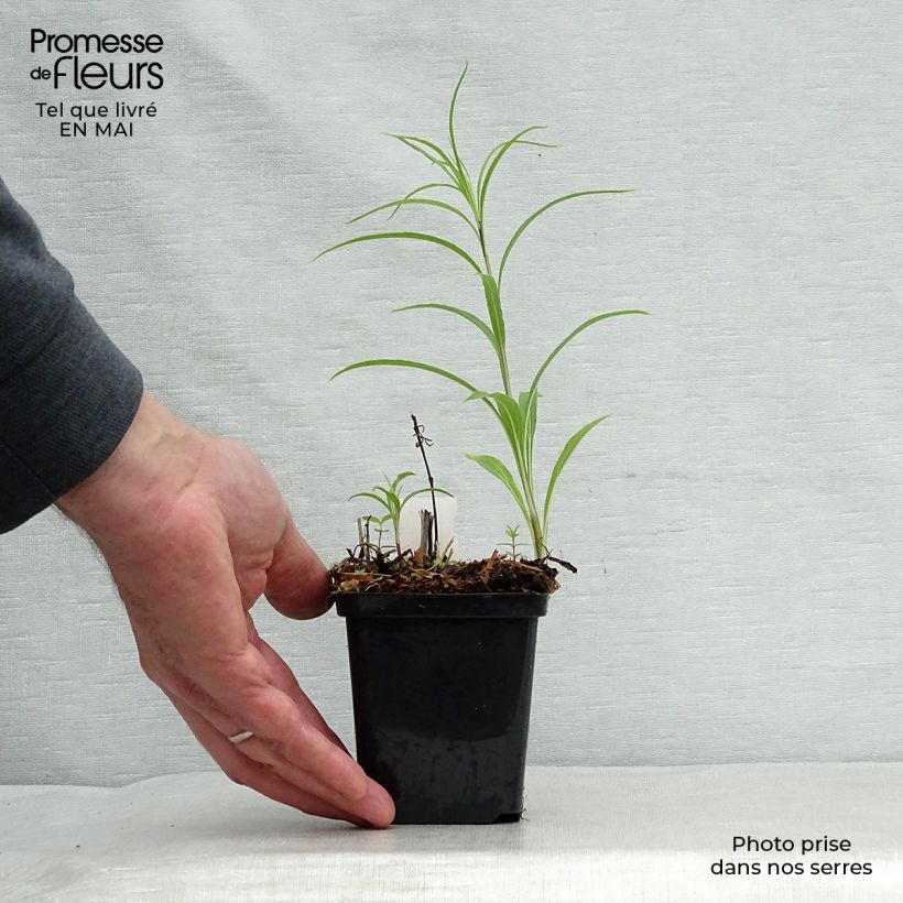 Exemplaar van Helianthus salicifolius - Wilgebladzonnebloem Kweekpotje van 8/9 cm zoals geleverd in de lente